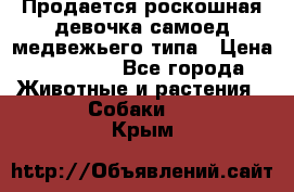 Продается роскошная девочка самоед медвежьего типа › Цена ­ 35 000 - Все города Животные и растения » Собаки   . Крым